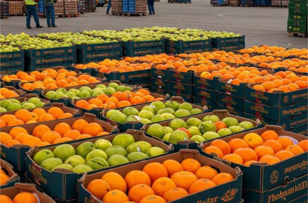 How to Reduce Losses During Fresh Fruit Transportation