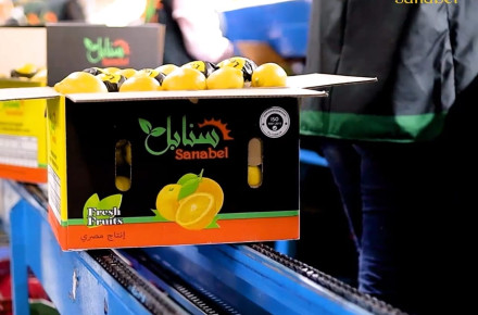 Zesty & Fresh: The Secret Behind Sanabel’s Premium Egyptian Lemons