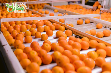 A Complete Guide to Egyptian Citrus Varieties for Export