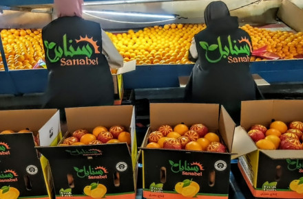 Why Egyptian Citrus Is in High Demand in International Markets