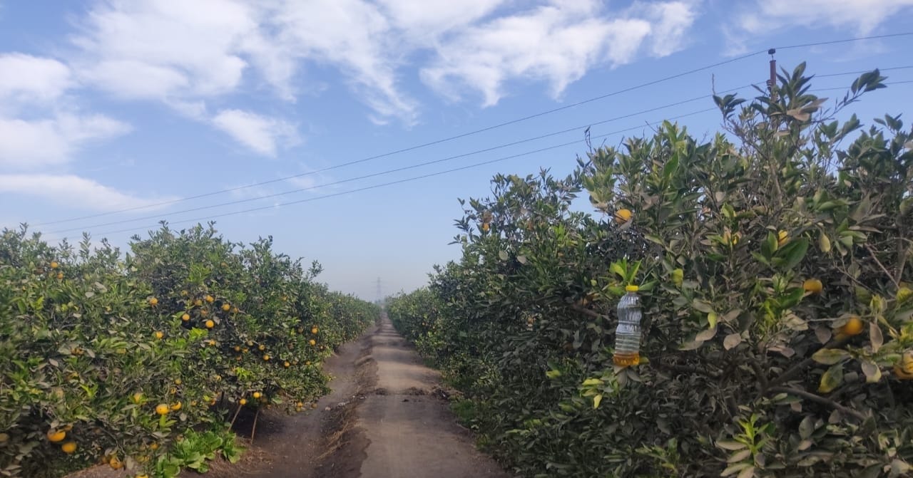 EGYPTIAN oranges farm