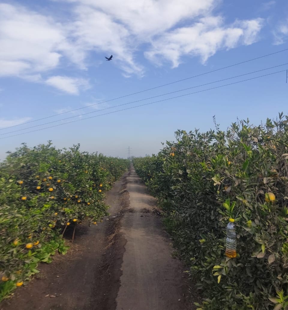 farm oranges sanabel