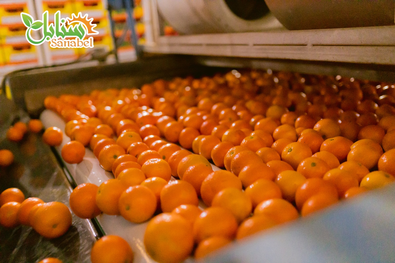 premium quality Egyptian citrus