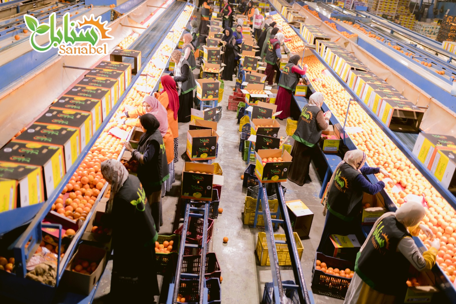 strict to international standards sanabel egyptian citrus exporter