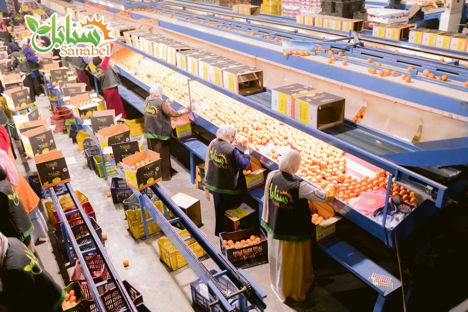Sanabel is one of the leading exporting company for fruits in Egypt.