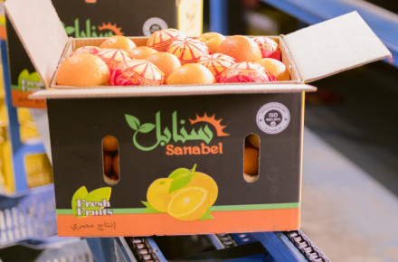 How to Reduce Losses During Fresh Fruit Transportation