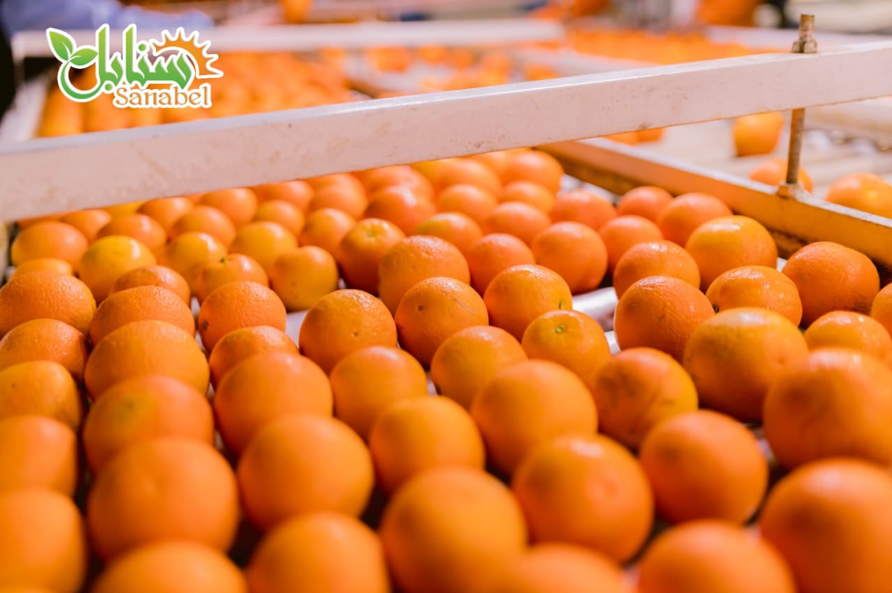 WhatsApp Image 2026-01-29 at 11.04.20 PM-1