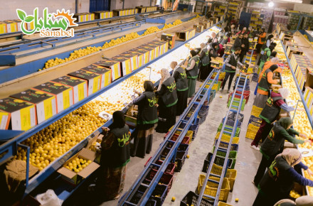 From Farm to Shipment: How Egyptian Citrus Is Prepared for Export
