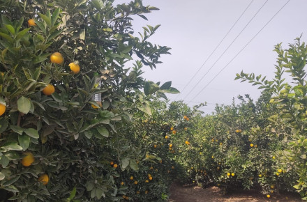 From Farm to Container: The Fresh Fruit Packing Process Explained