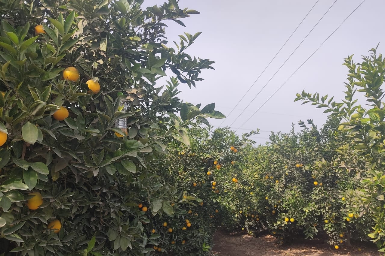 From Farm to Container: The Fresh Fruit Packing Process Explained